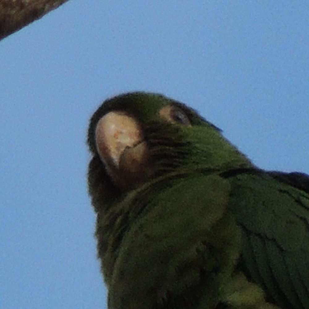 Gustavo