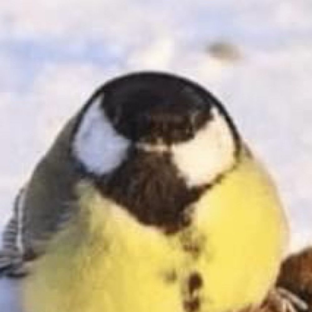 Chubby Birdie