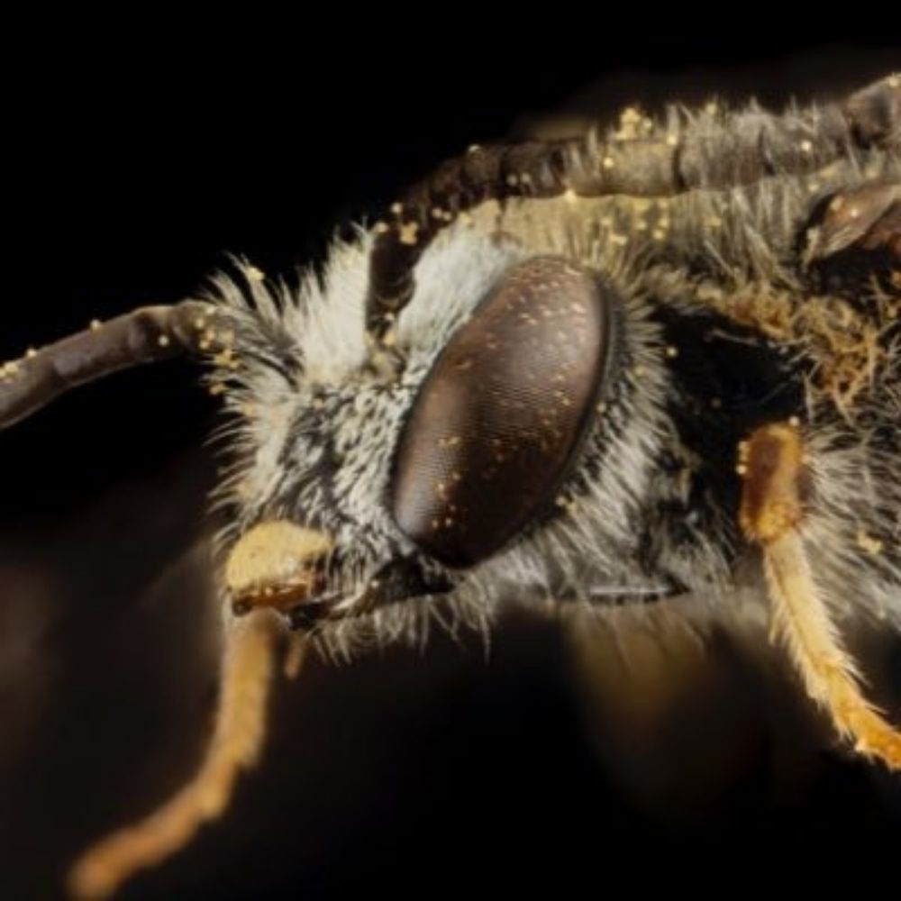 Insectes Sociaux