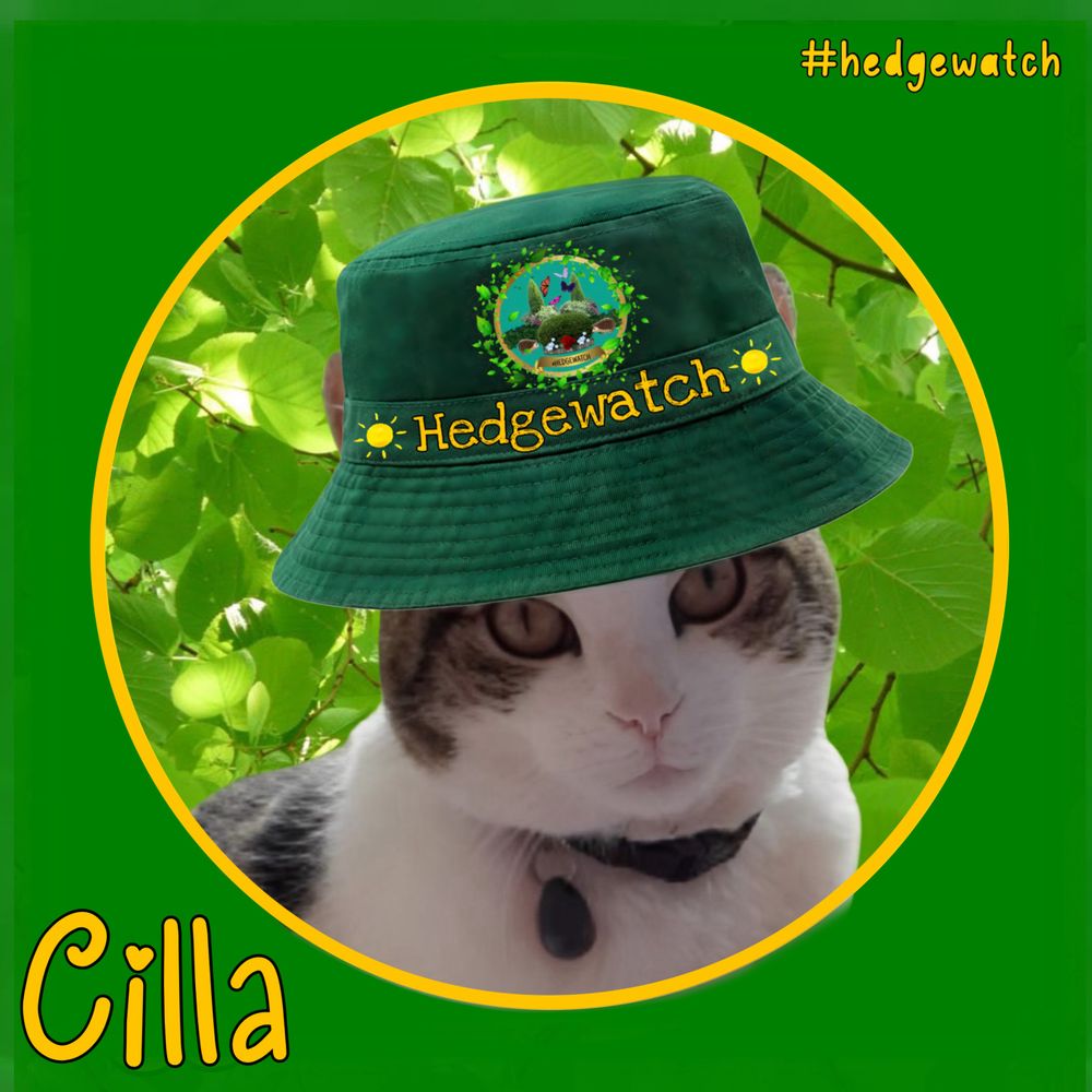 Cilla The Outwoods Cat