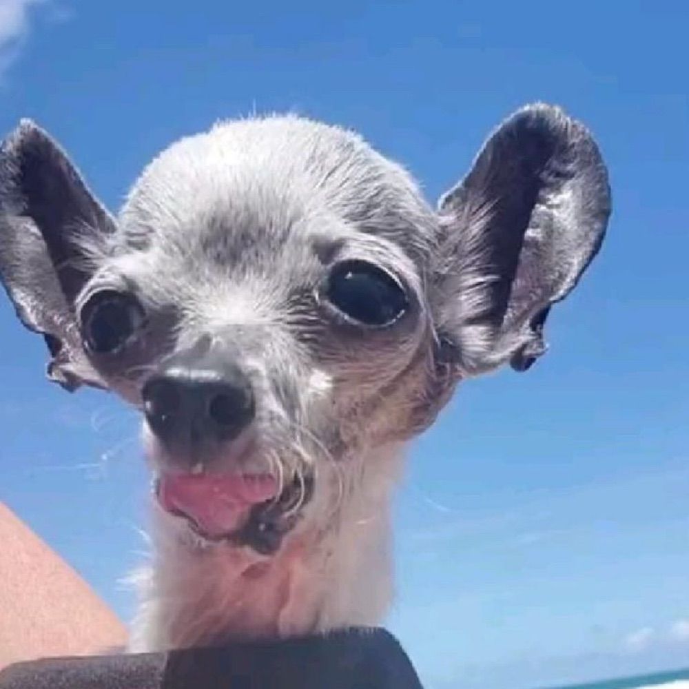 Nanazinha do corre 