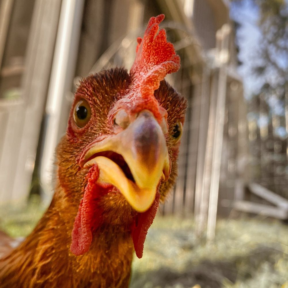 Jersey Chicken