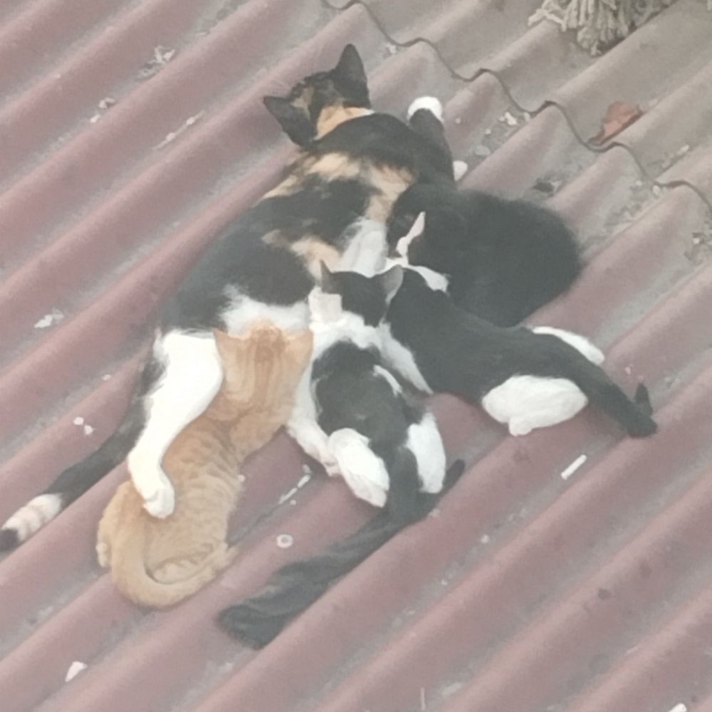 Ayşe Doğan KAKICI