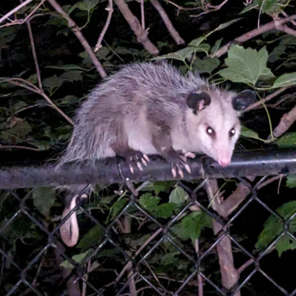 possum