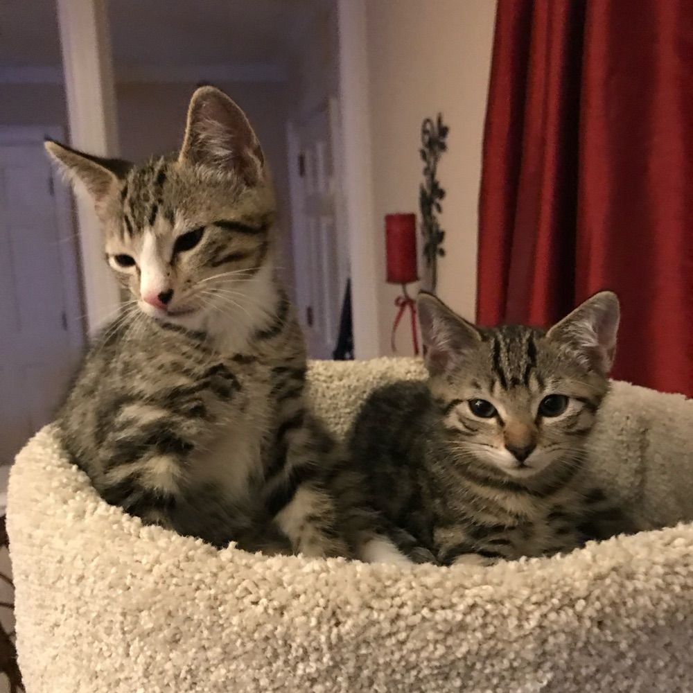 Profile picture kittens72.bsky.social