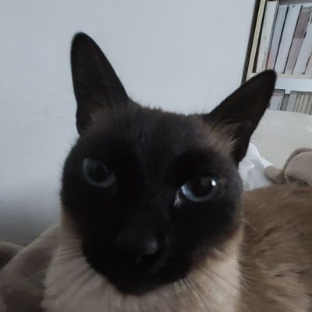 Rodrigo