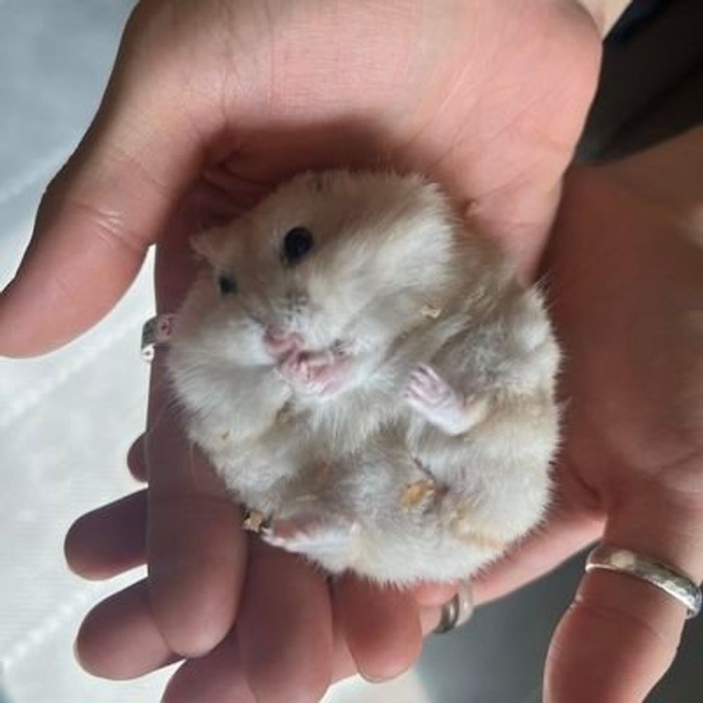 Hi! Ini nann 🐣🐿