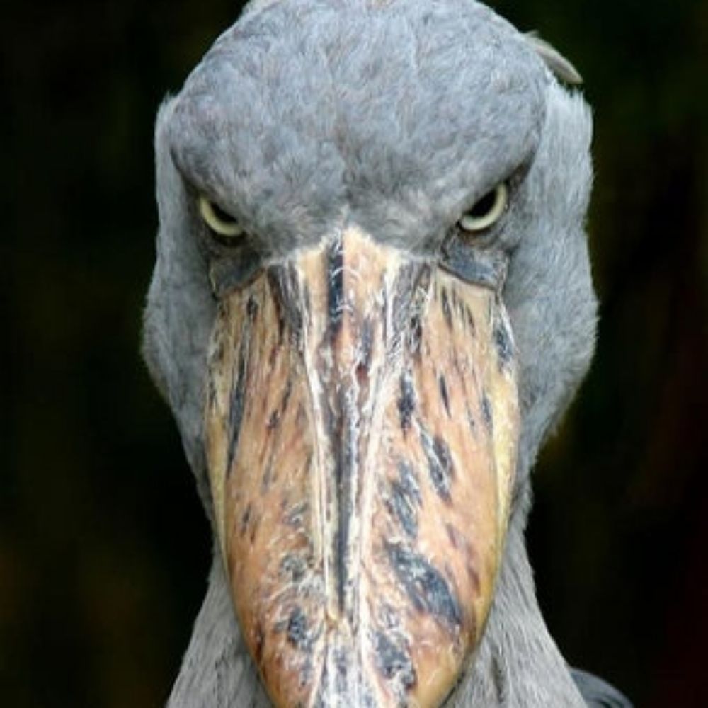 SixFootTwo