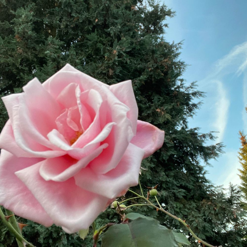RoseGarden+