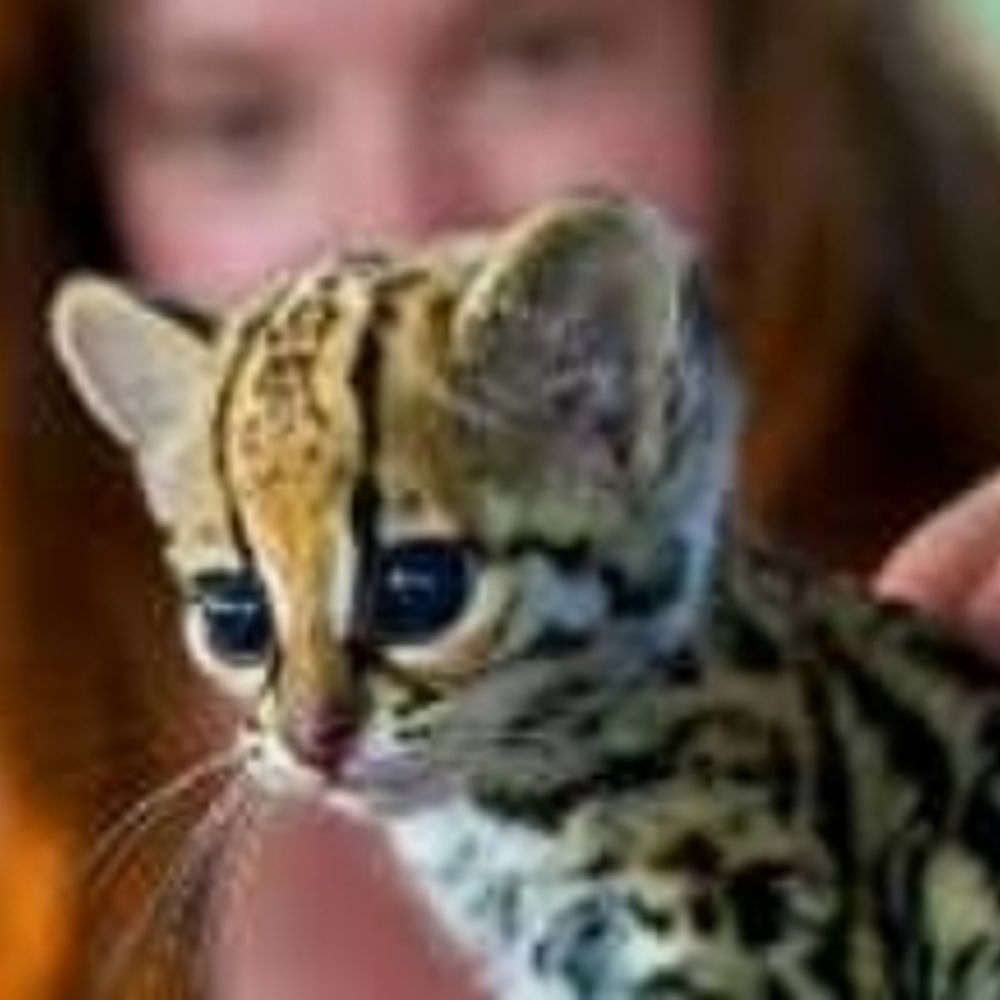 KittenFish