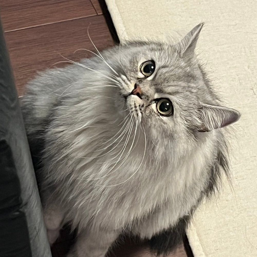 ﾁﾞﾙ