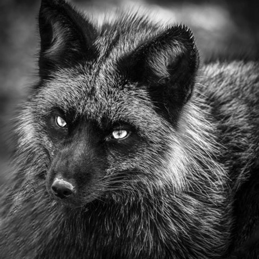 SasieFox