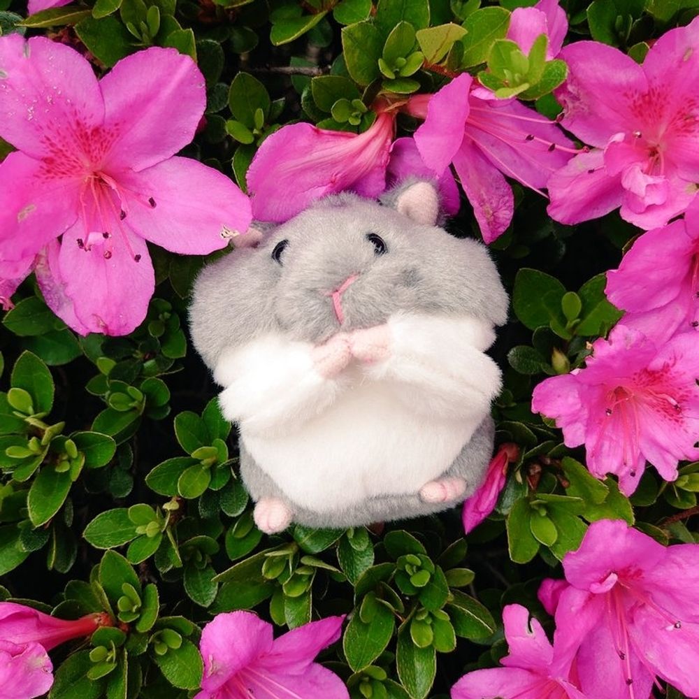 こえび🐹🦐