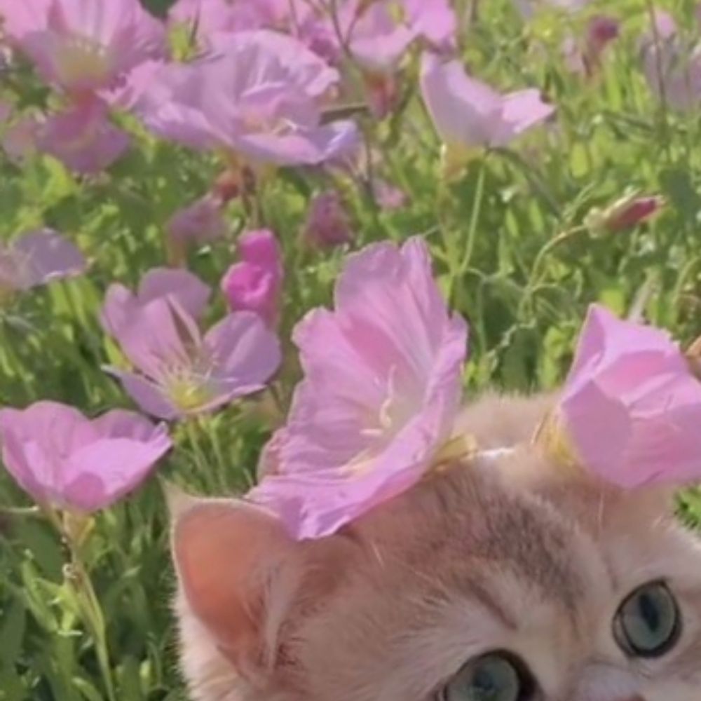 ღiღü
