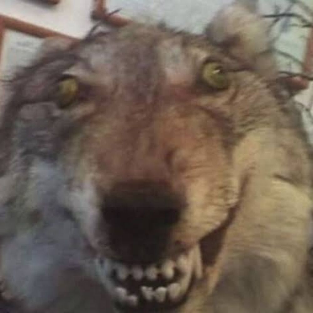 fefo lobo terrível da silva