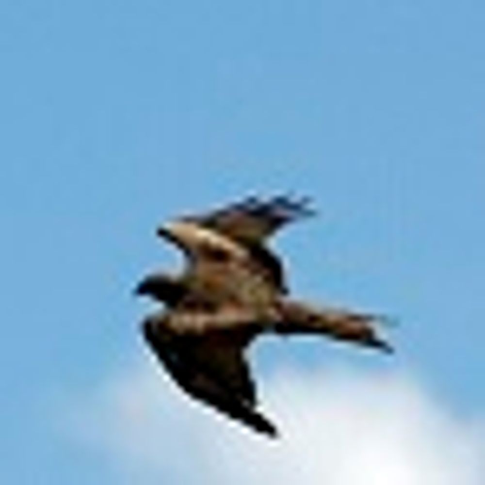 Dividend Hawk