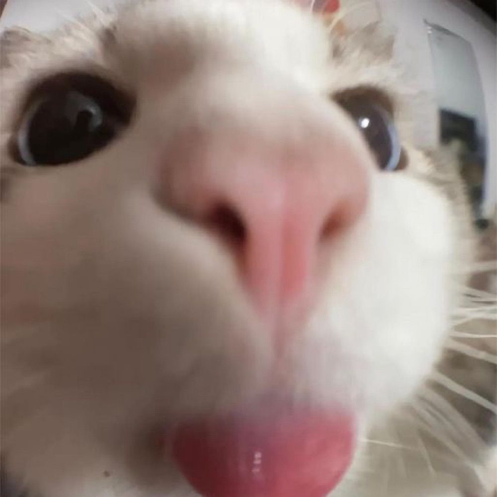 bibi 