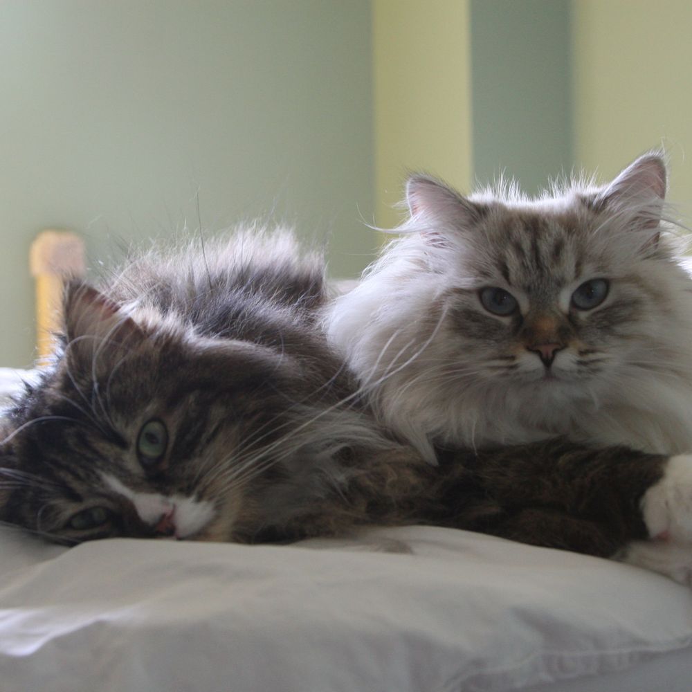Canopus and Naos