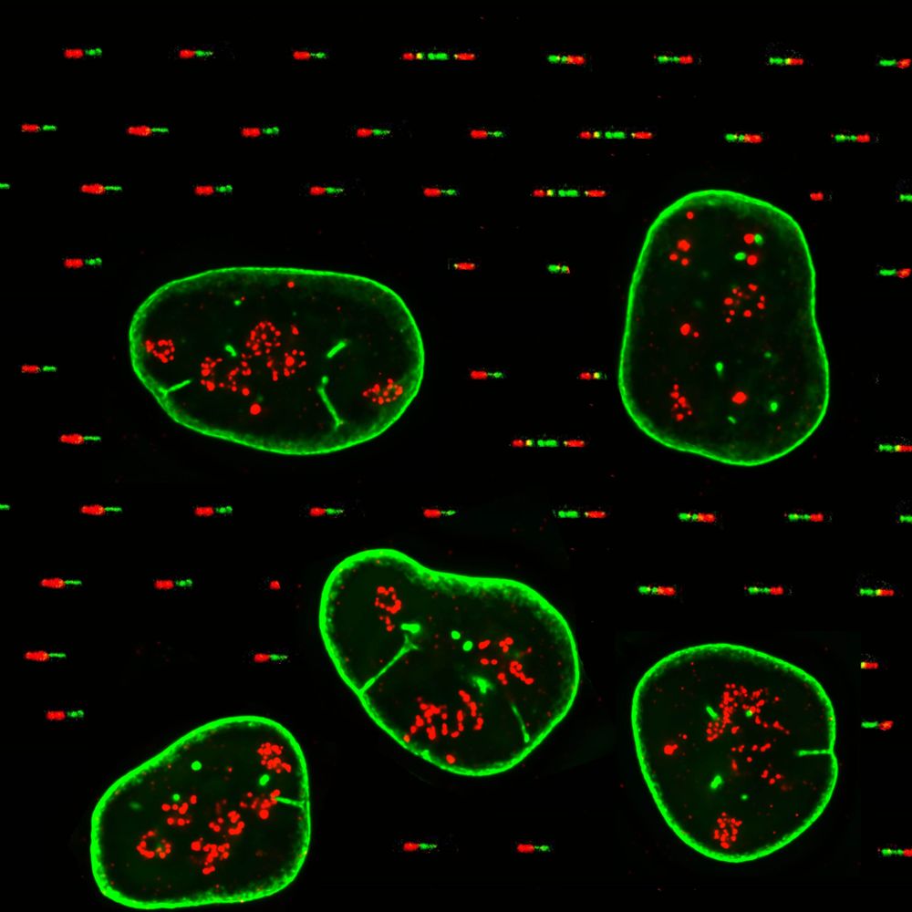 Legube Lab Chromatin & DSB repair