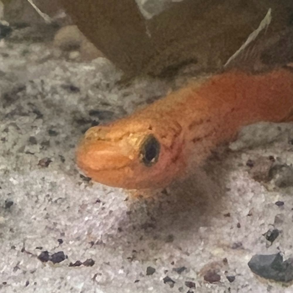 These are My fish (and plants)