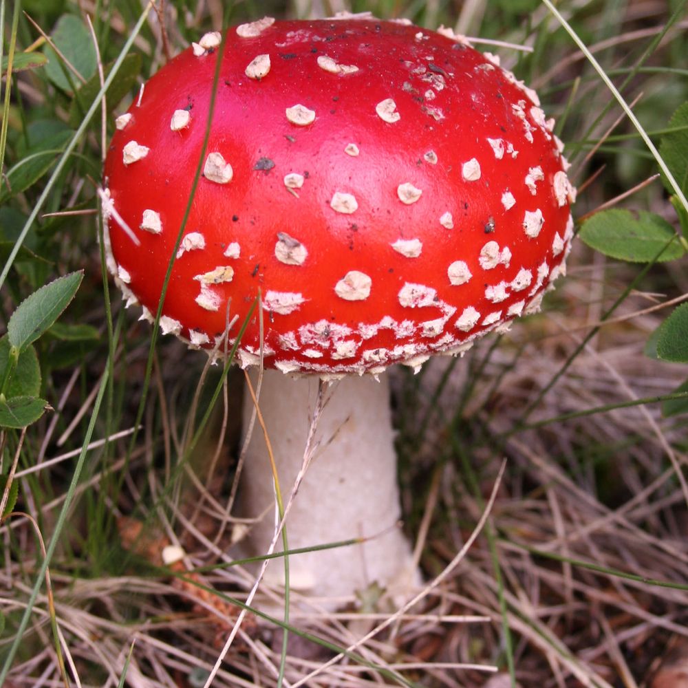 🍄 Mushroom Labeler