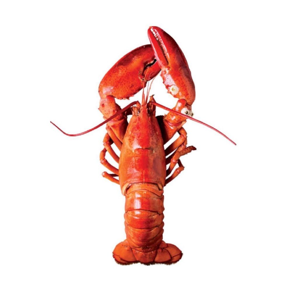 挪威大龍蝦🦞
