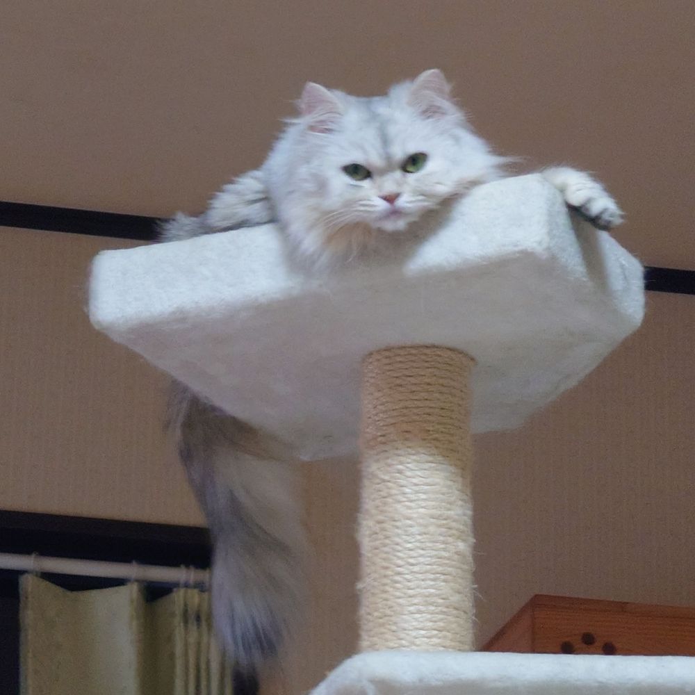 MAYU
