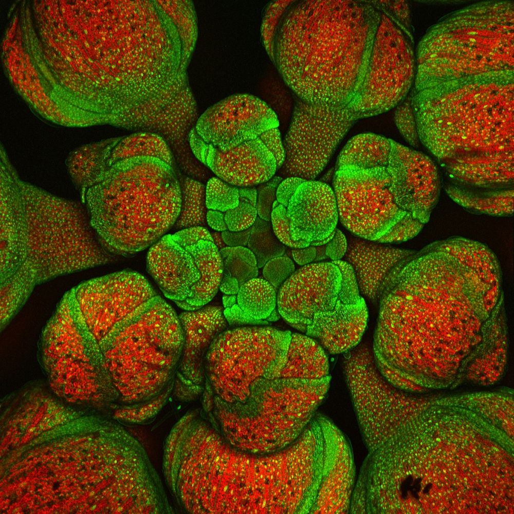 Roeder Lab