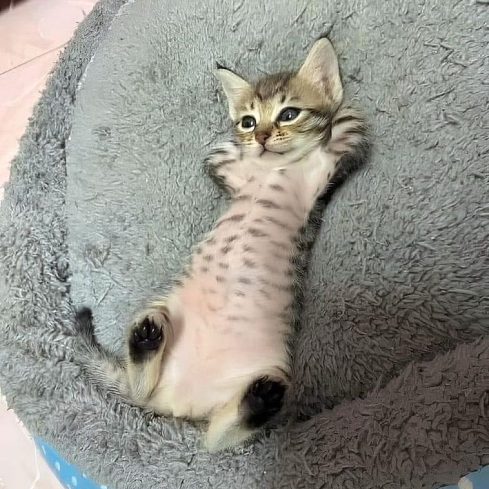 Fluffy