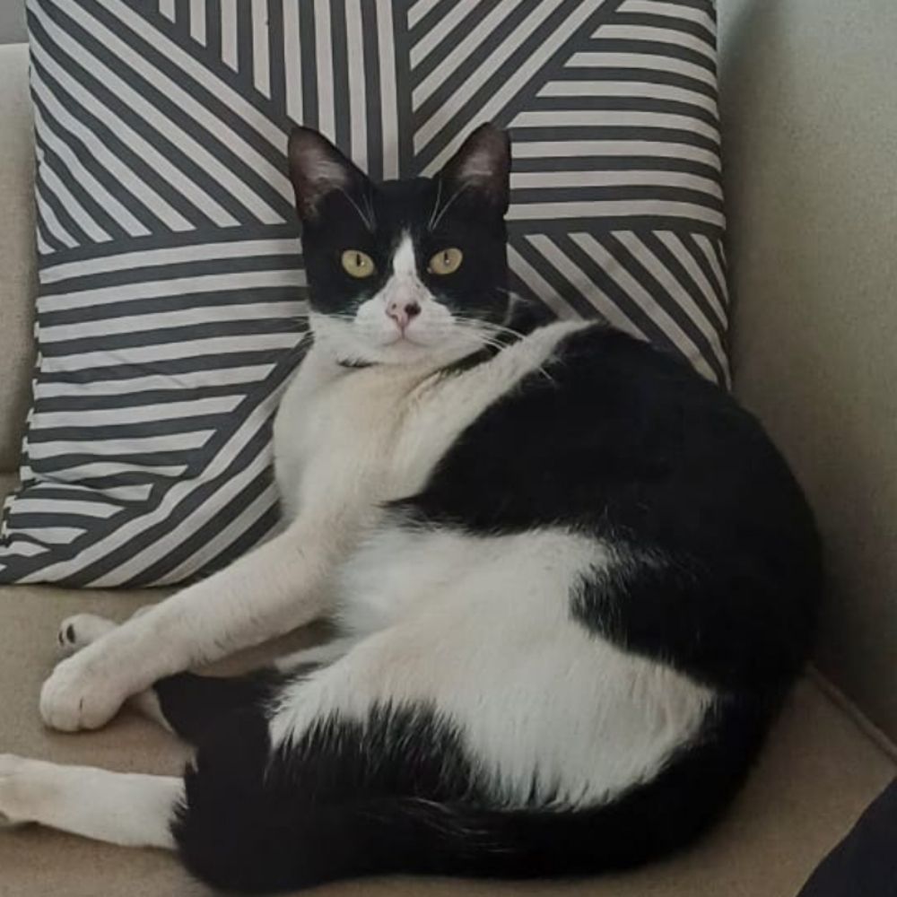 Milu