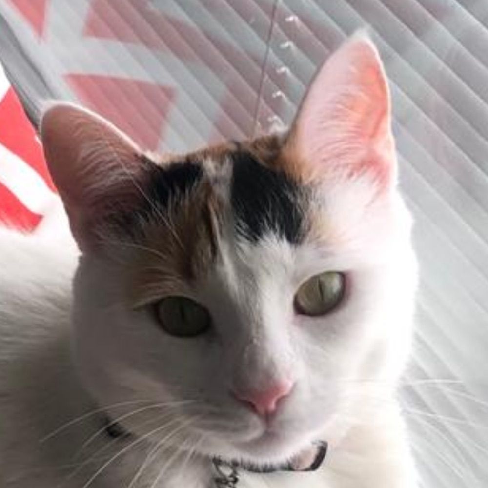 Giz