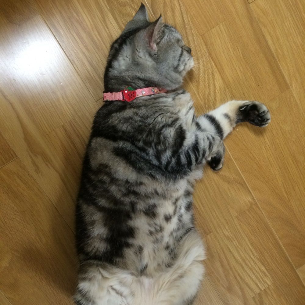 Sugarmonster