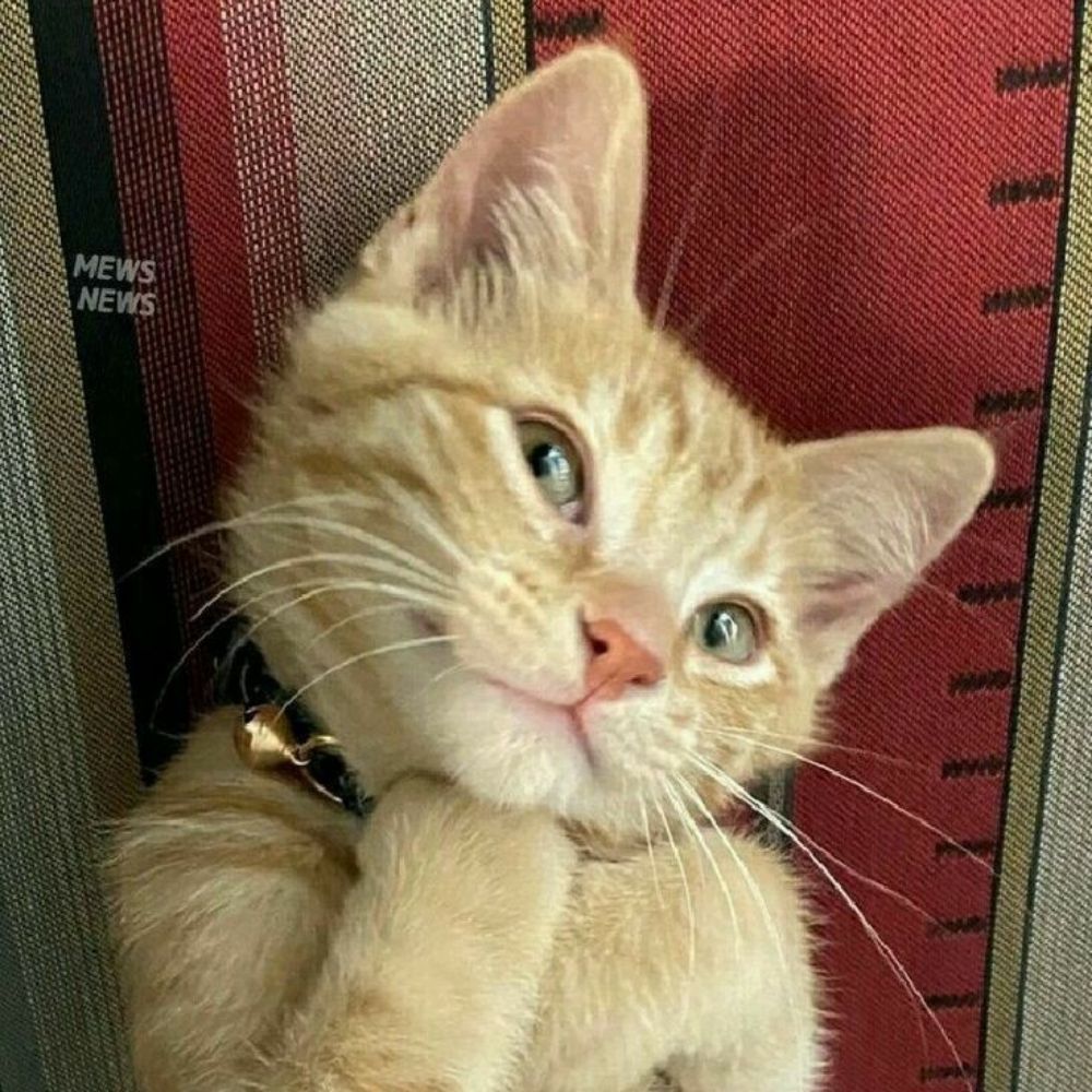 𝐶☆