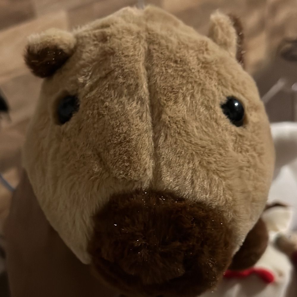 Capivara endeota