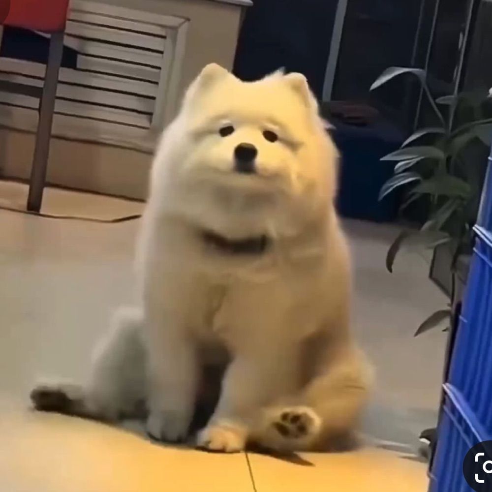 เวฟเวฟ