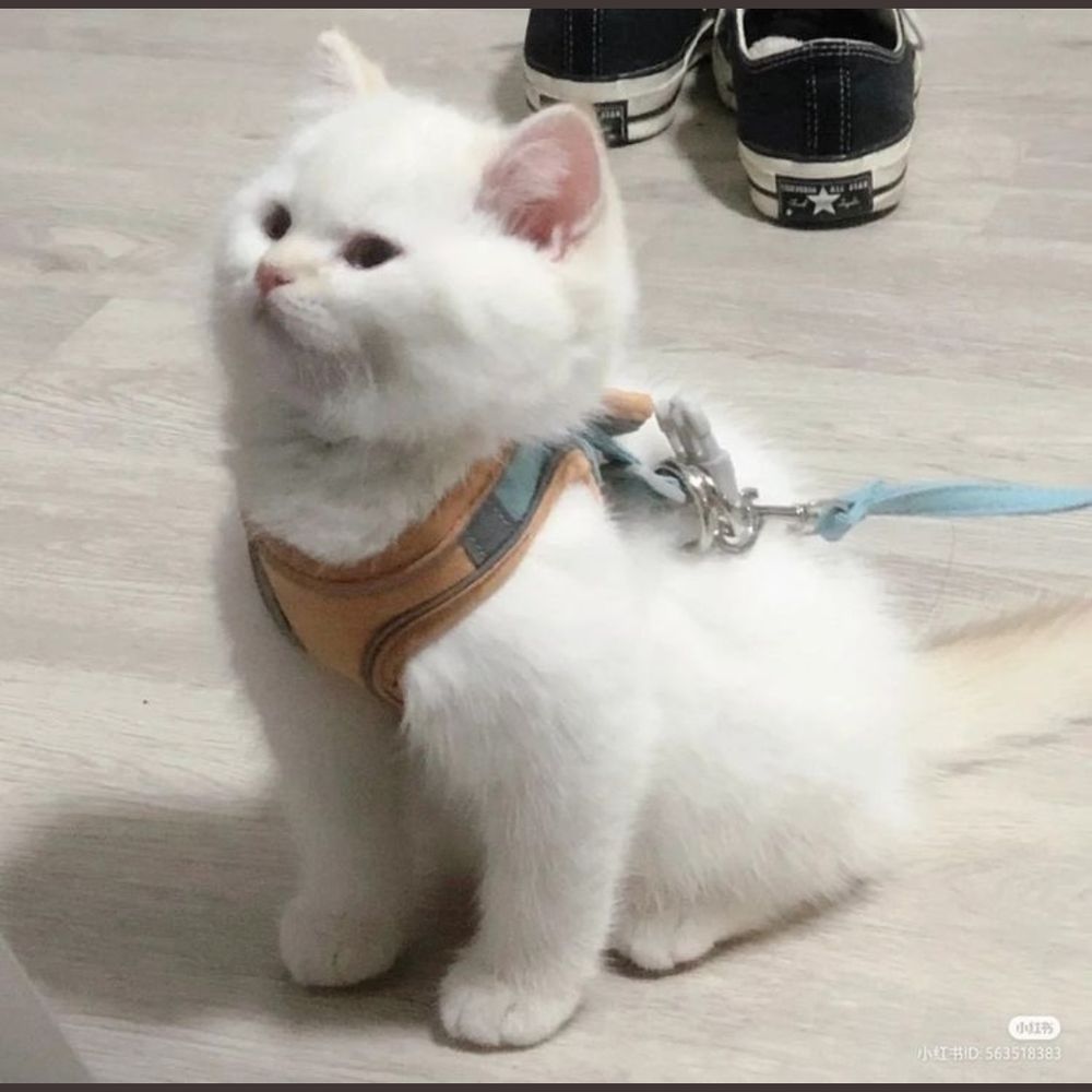 Hi​ pynto​ 