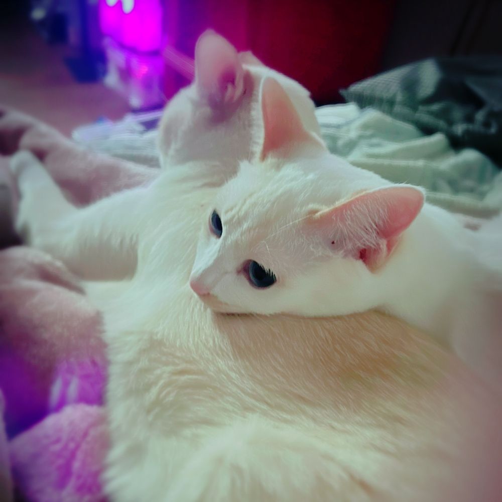 ゆーひ/れいん🐈🍻