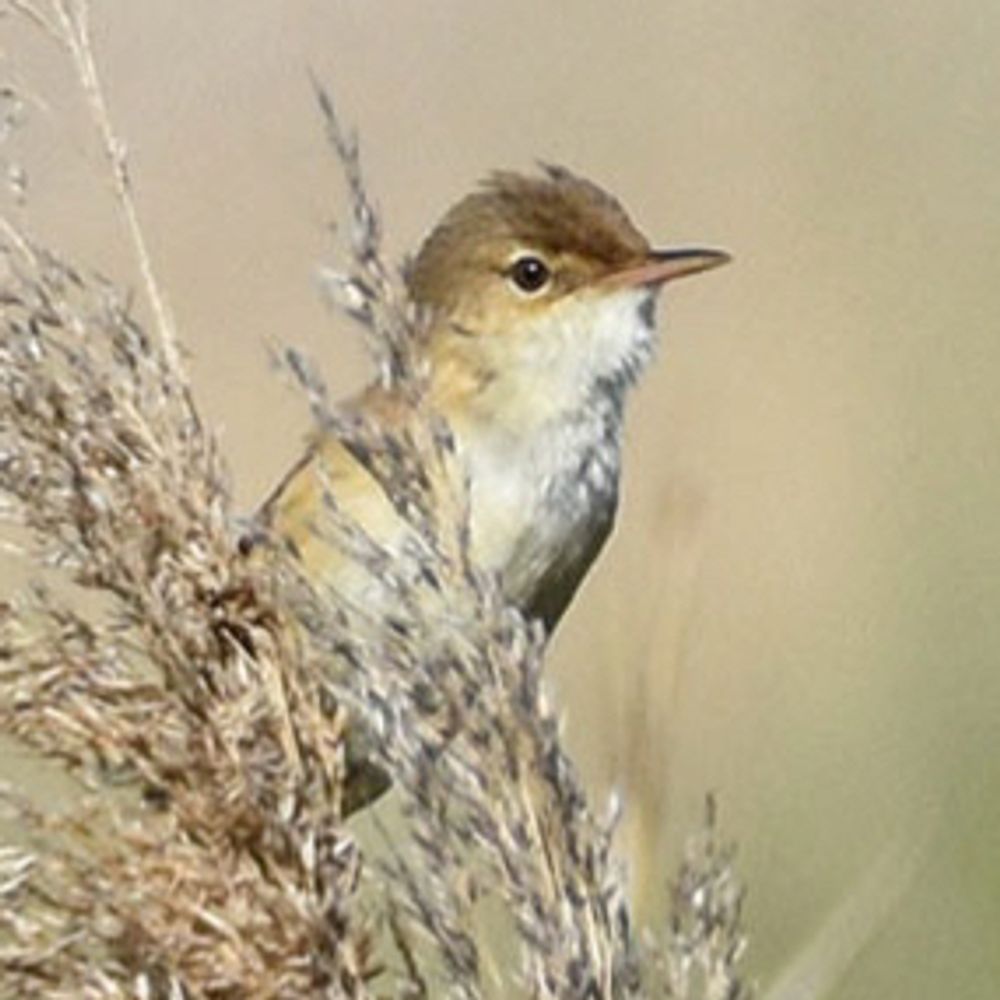 Birding Catalunya