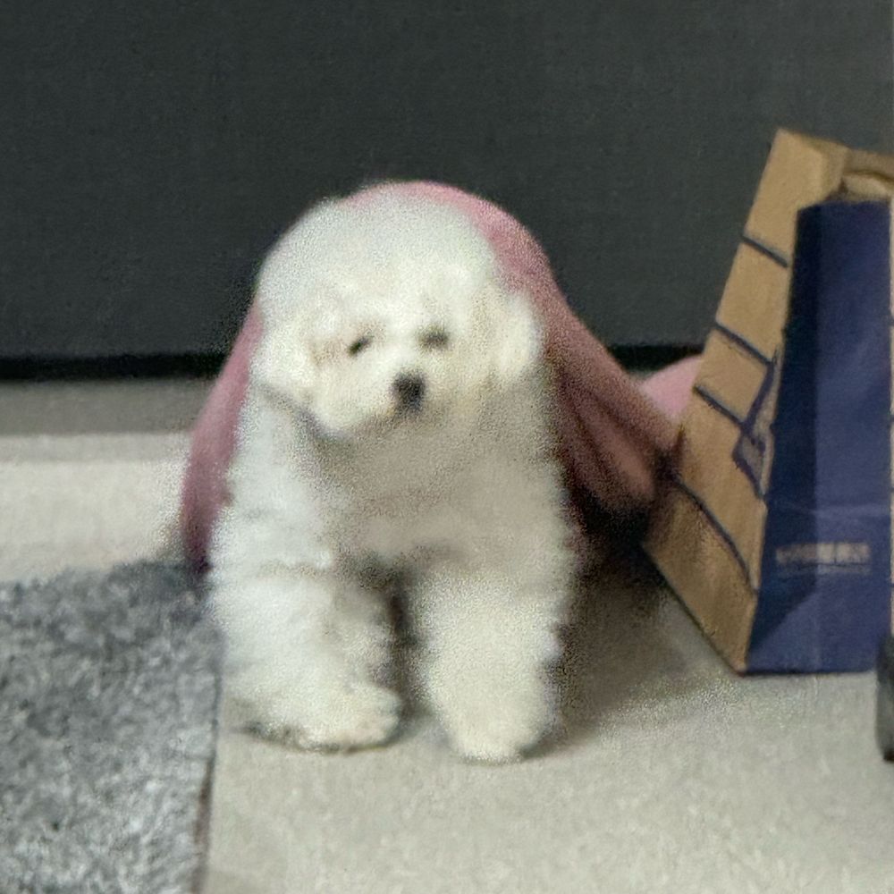 わたボウズ