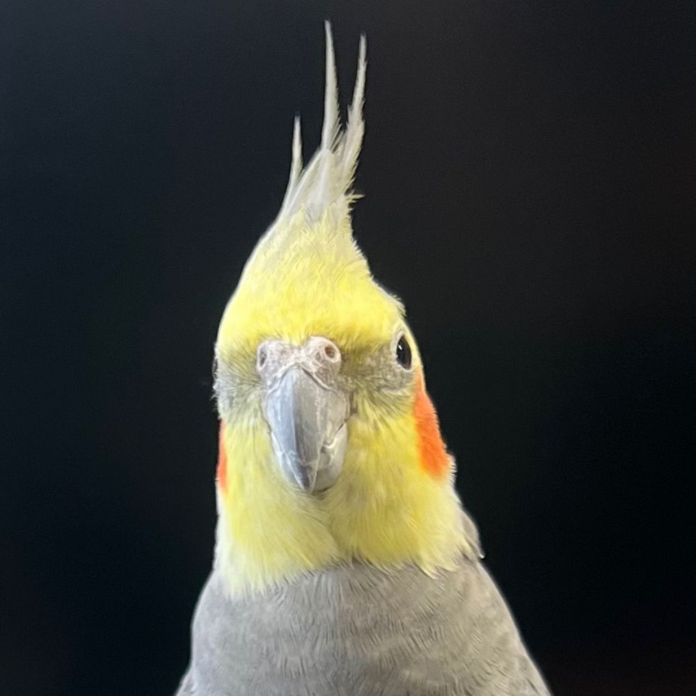 ピヨノメ