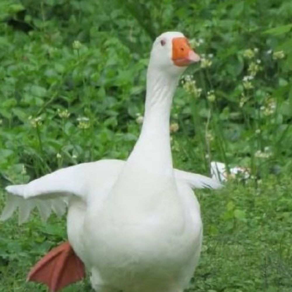 りィ