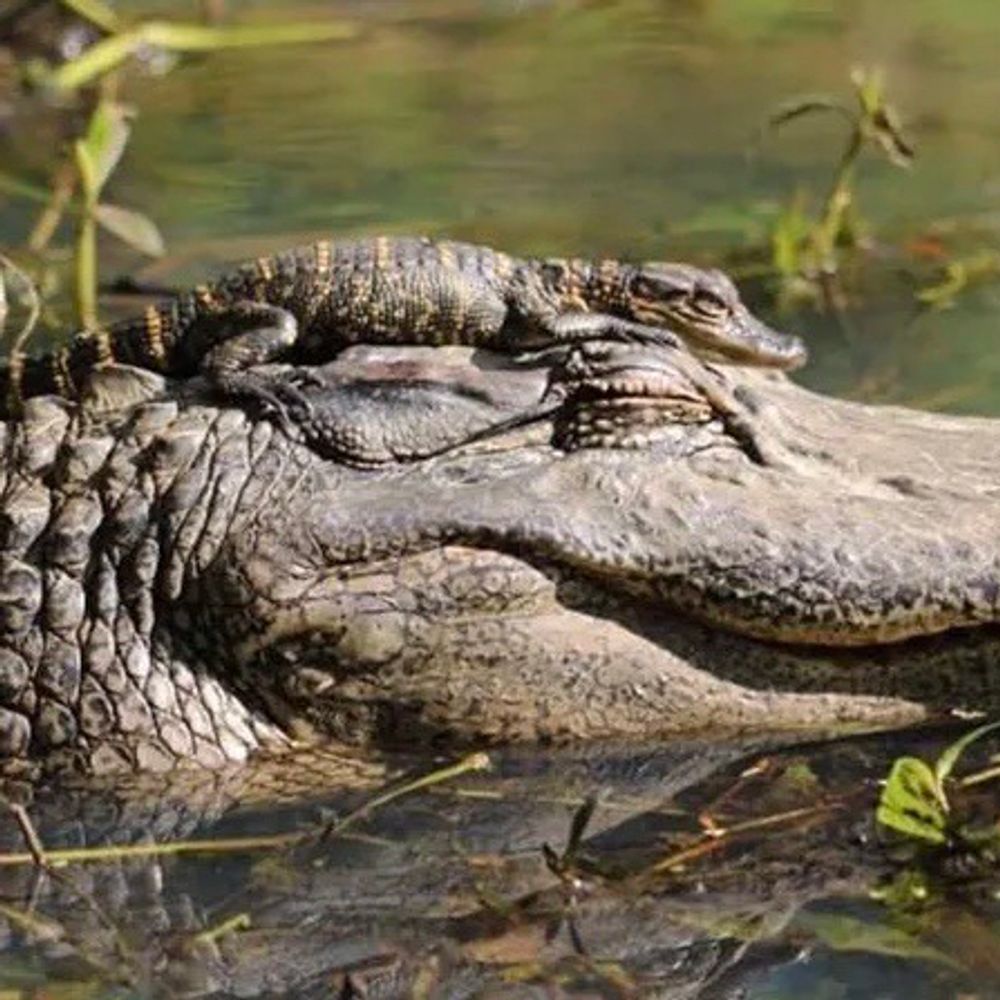 🐊