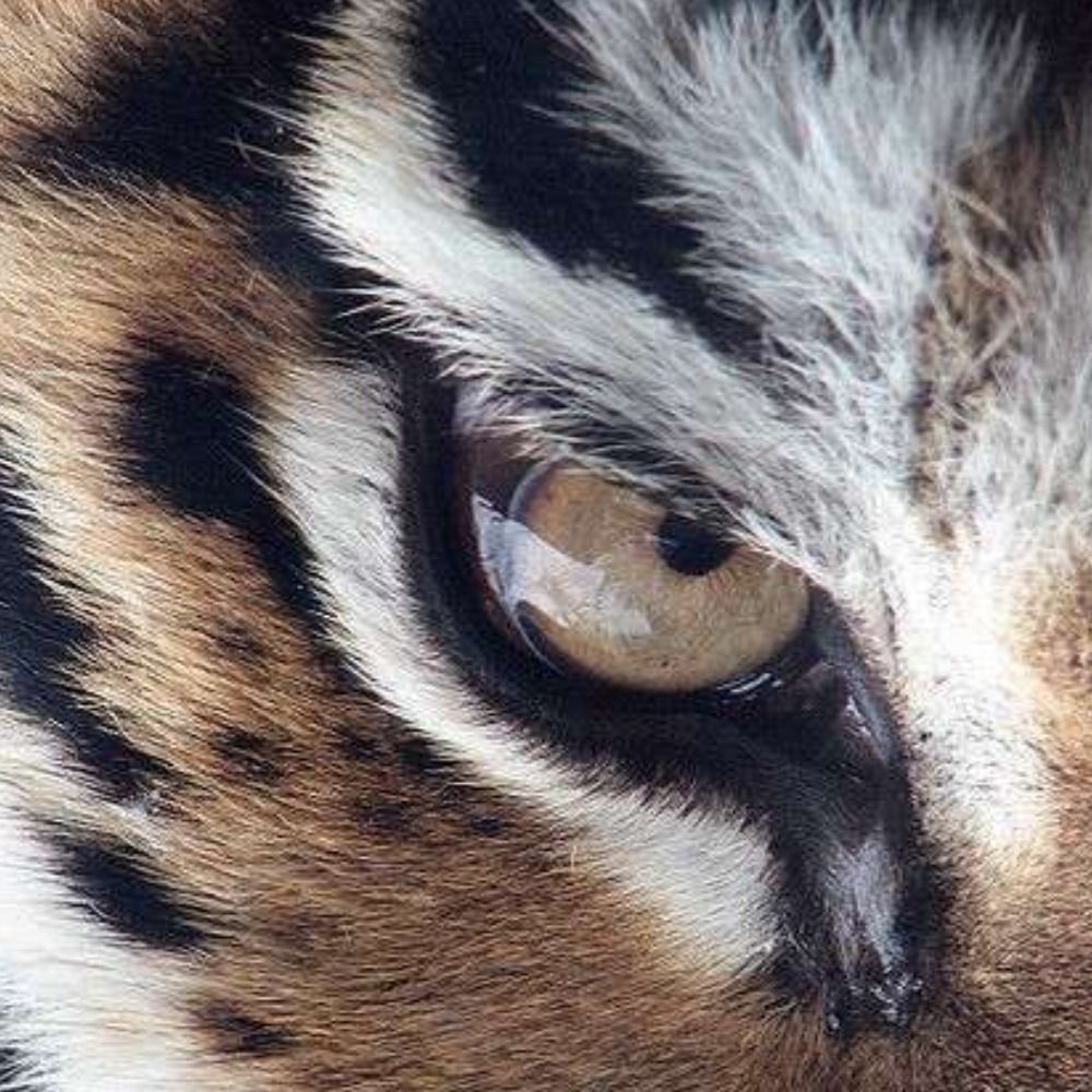 TORA