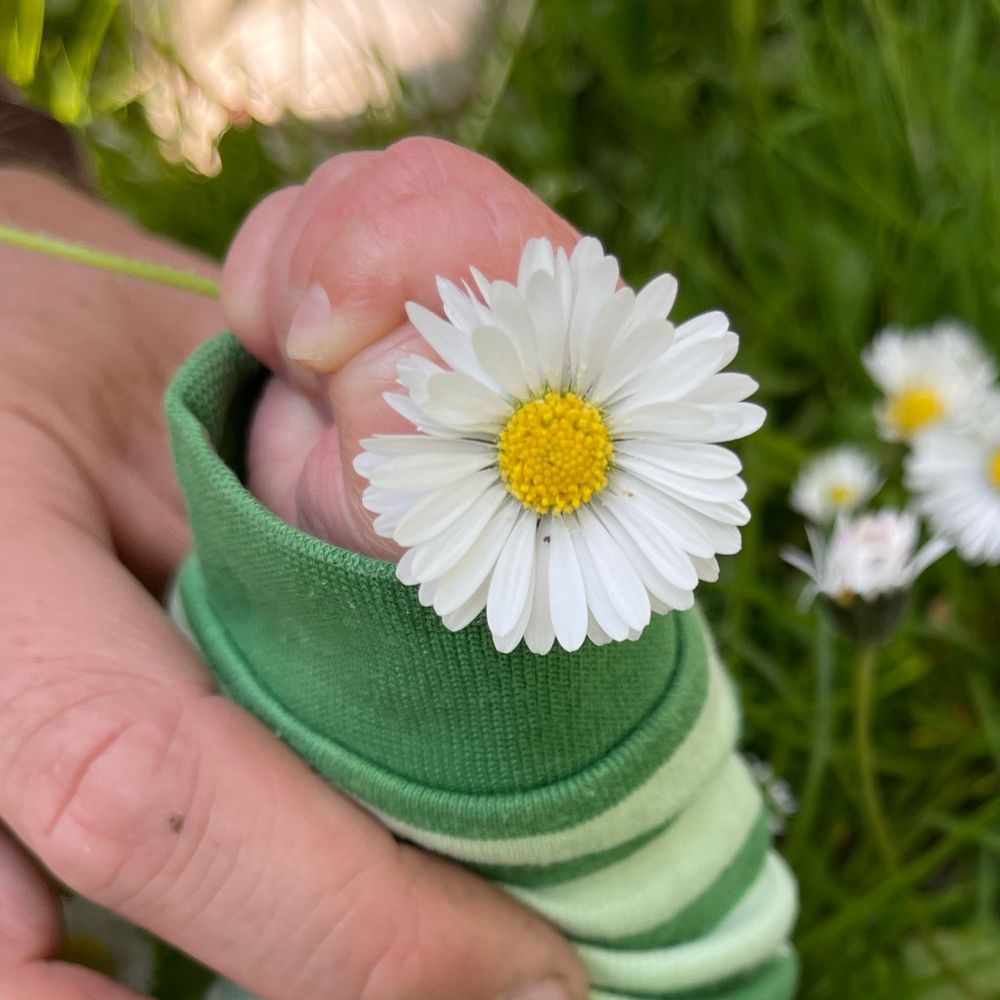 Gänseblumenblatt