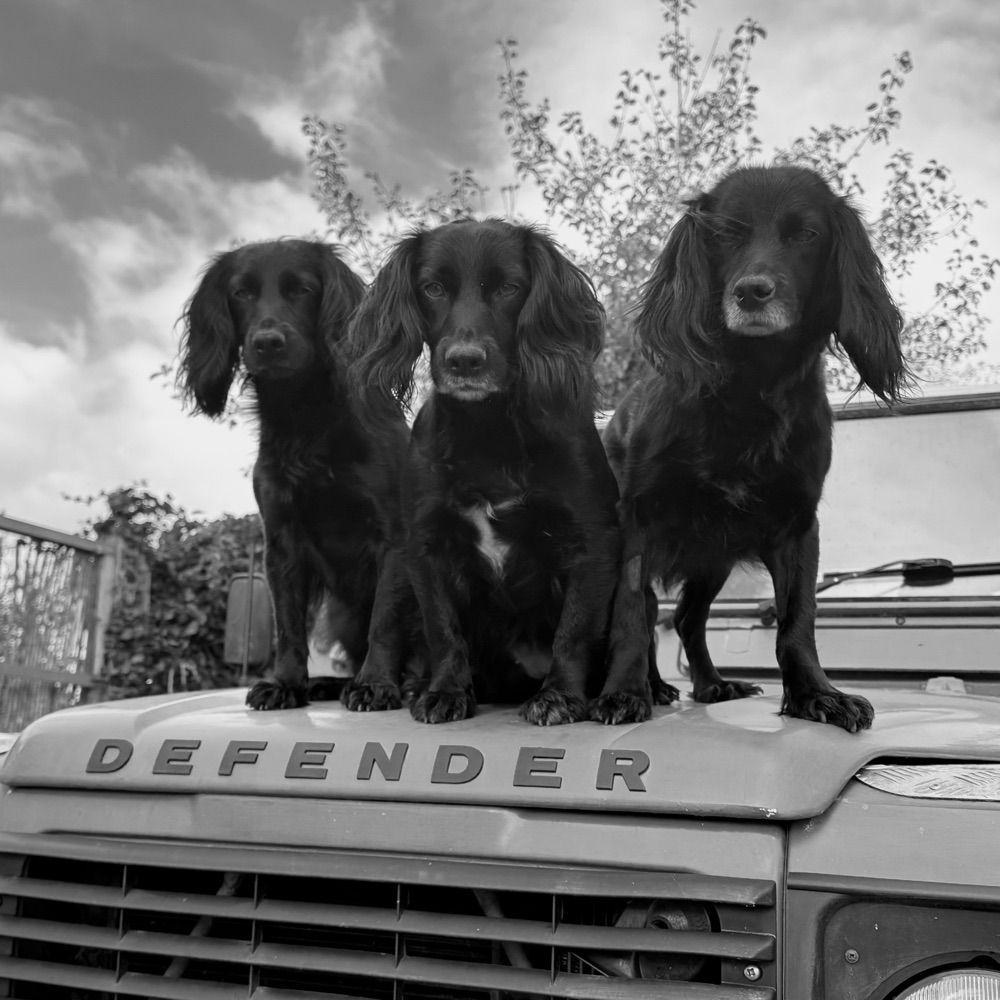 Boo, Hebe and Goose