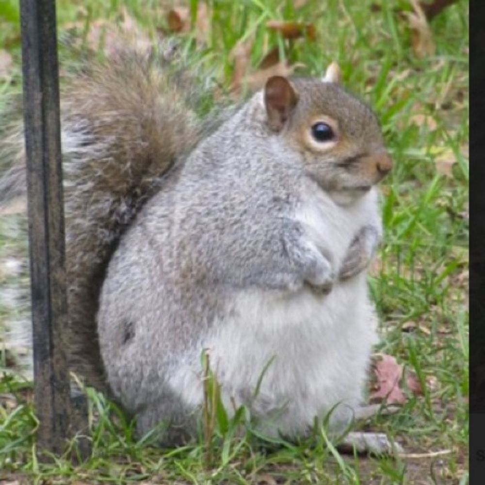 ユウリス🐿️