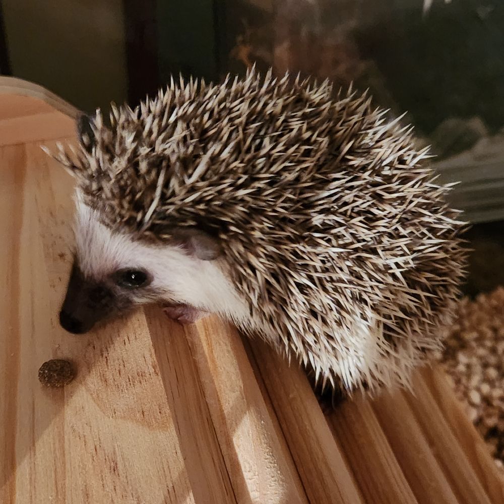 つばさ