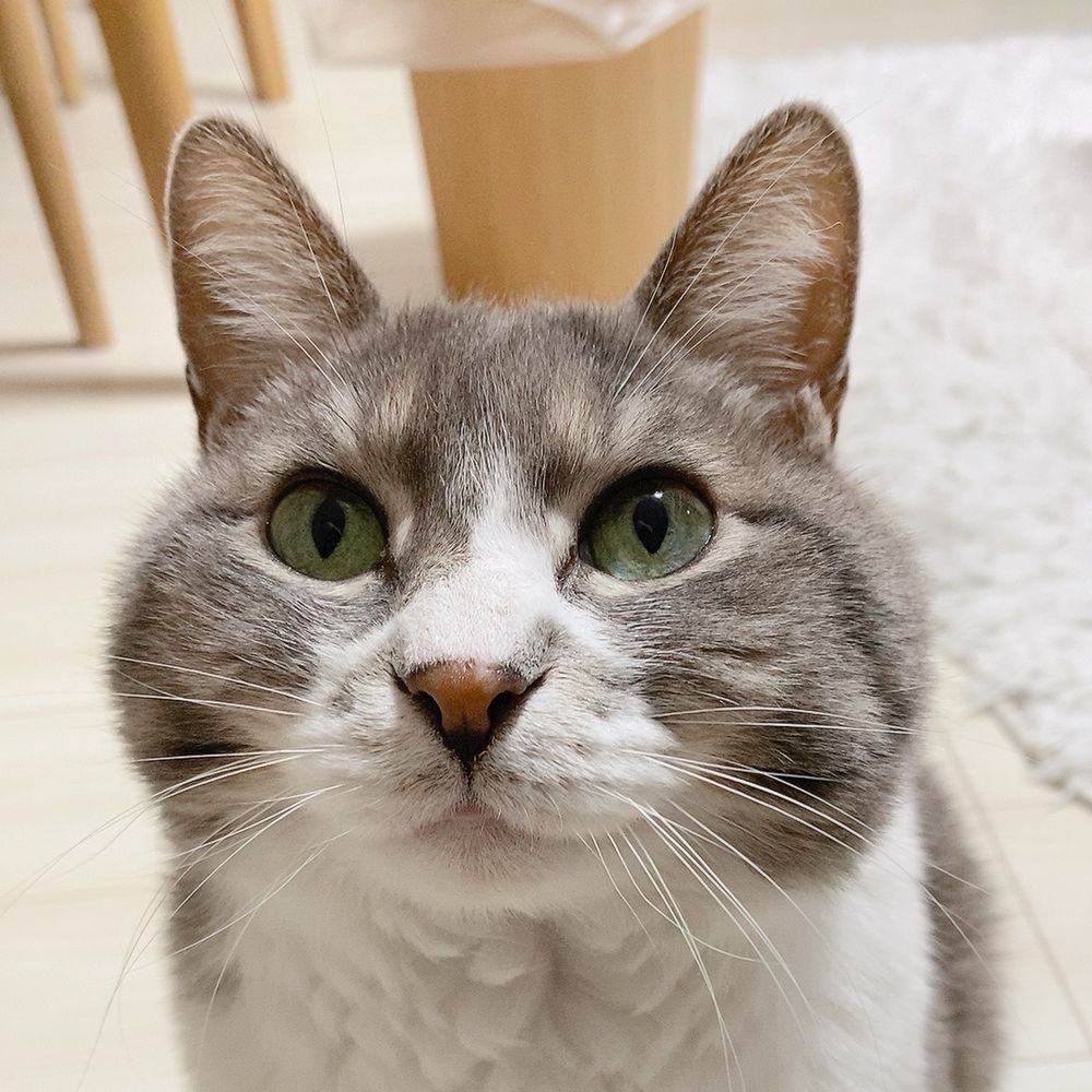みみこฅ
