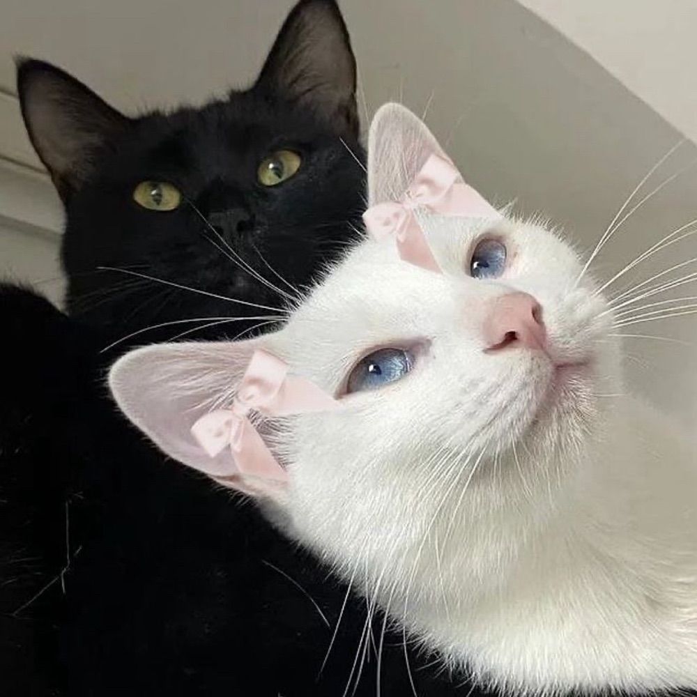 ppcat