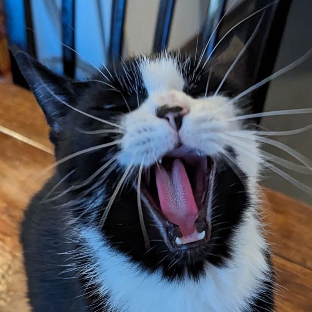 MEOW5000
